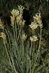 Astragalus hoodianus
