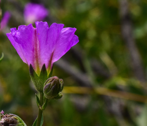 Mirabilis elegans (Mirabilis elegans)