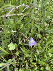 Mazus miquelii
