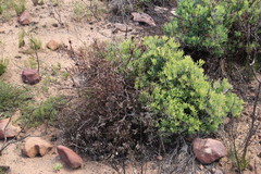 Leucadendron glaberrimum glaberrimum