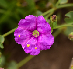 Mirabilis elegans