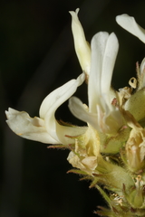 Astragalus hoodianus