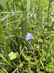 Mazus miquelii