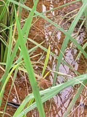 Neurothemis fluctuans