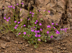 Mirabilis elegans