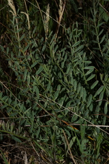 Astragalus hoodianus