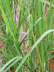 Neurothemis fluctuans