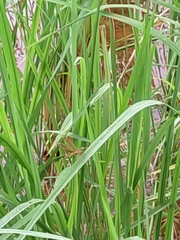 Neurothemis fluctuans