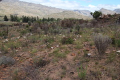 Leucadendron glaberrimum glaberrimum