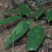 Smilax lanceifolia - Photo (c) portioid, algunos derechos reservados (CC BY-SA), subido por portioid