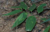 Smilax lanceifolia - Photo (c) portioid, some rights reserved (CC BY-SA), uploaded by portioid