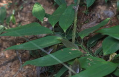 Smilax lanceifolia opaca
