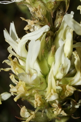 Astragalus hoodianus