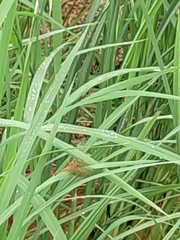 Neurothemis fluctuans