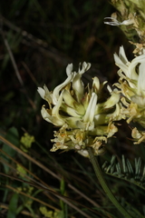 Astragalus hoodianus