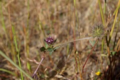 Trifolium dichotomum