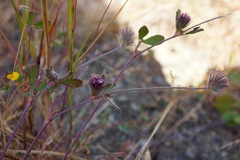 Trifolium dichotomum