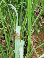 Neurothemis fluctuans