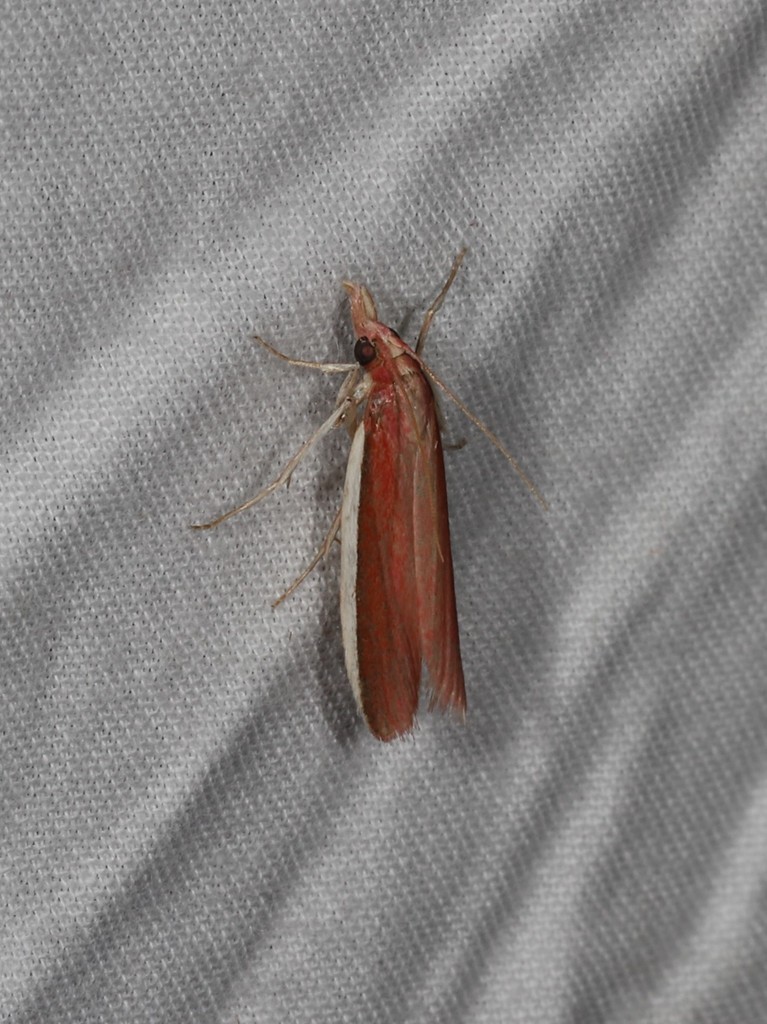 Emmalocera callirrhoda