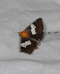 Buzara latizona