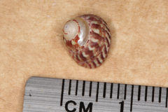 Cantharidella picturata