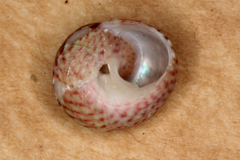 Cantharidella picturata