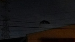 Paradoxurus musangus