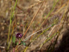 Trifolium dichotomum