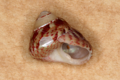 Cantharidella picturata