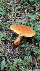 Fungi