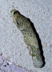 Heraclides thoas brasiliensis