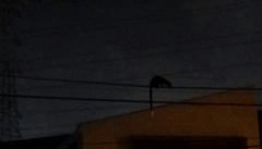 Paradoxurus musangus