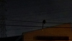 Paradoxurus musangus