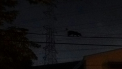 Paradoxurus musangus