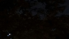 Paradoxurus musangus