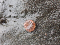 Peachia quinquecapitata
