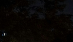 Paradoxurus musangus