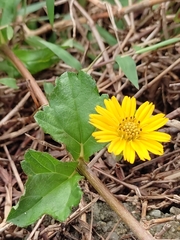 Sphagneticola trilobata