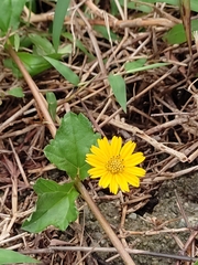 Sphagneticola trilobata