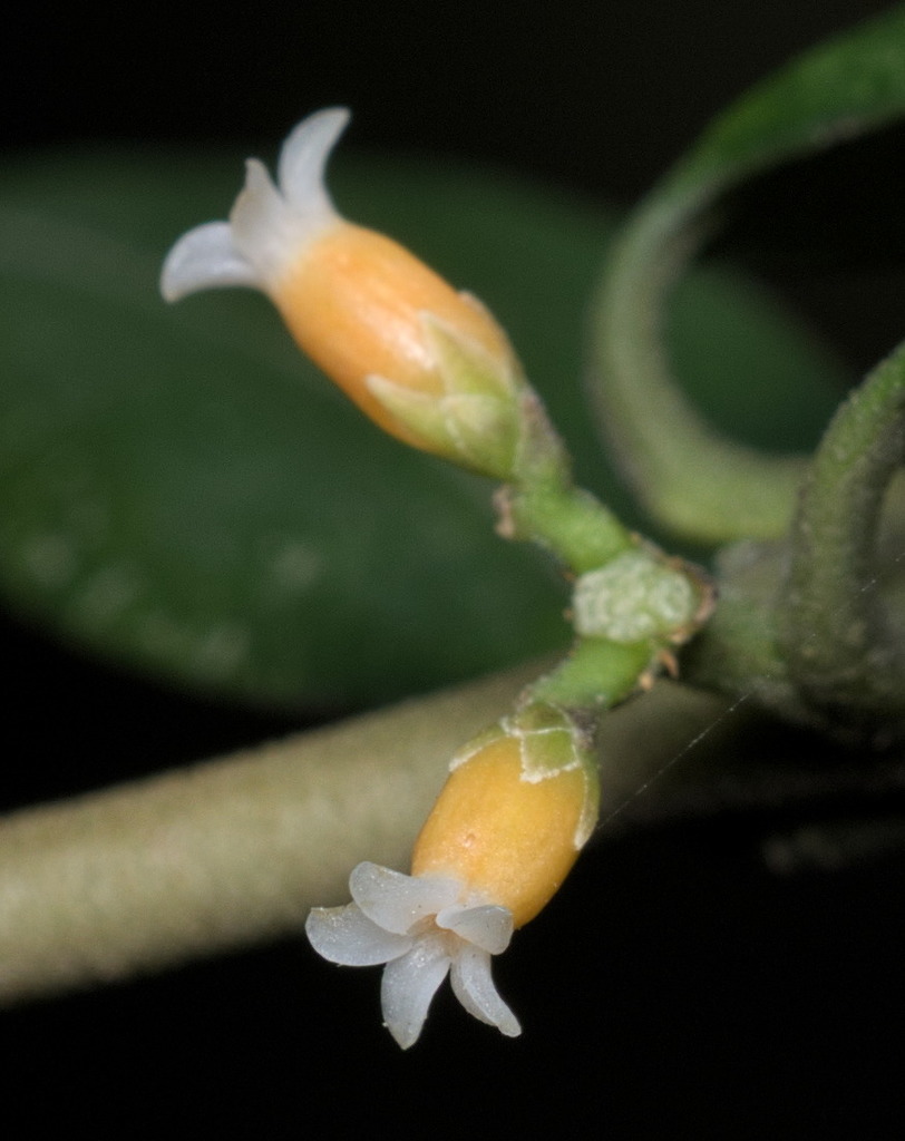Bead Vine