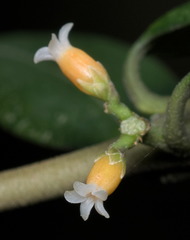 Alyxia sinensis