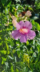 Podranea