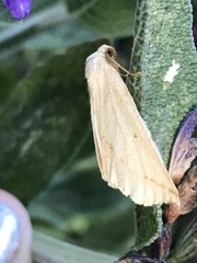 Neoterpes edwardsata