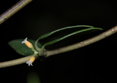 Alyxia sinensis