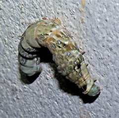 Heraclides thoas brasiliensis