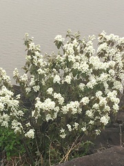 Amelanchier nantucketensis