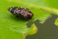 Brachys ovatus