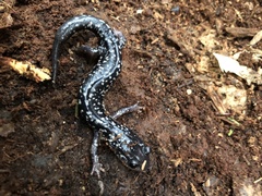 Plethodon glutinosus