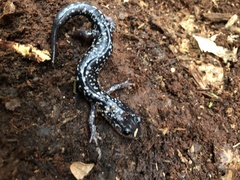 Plethodon glutinosus