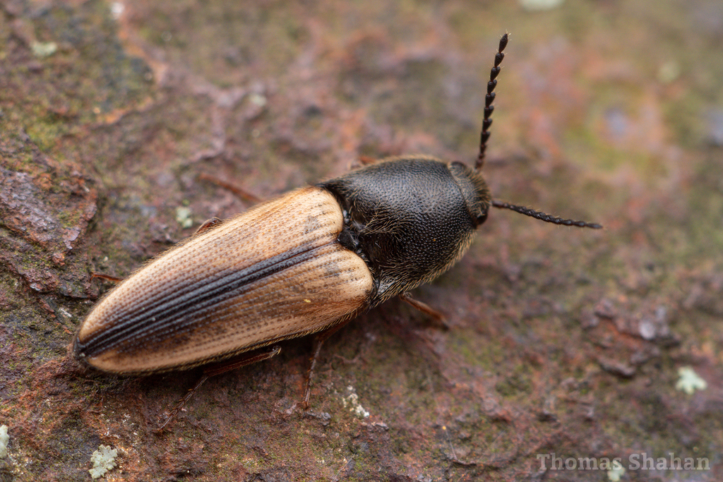 Black-collared Click Beetle